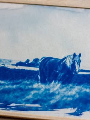 Cyanotype cheval dune